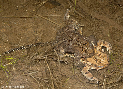 American Toad mating _A5E9810.jpg - 95302 Bytes